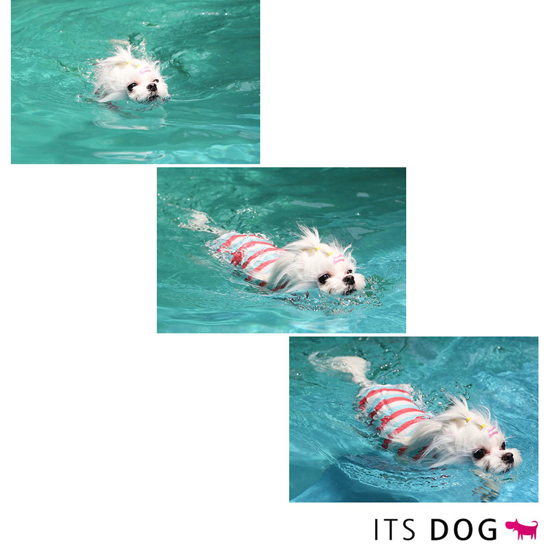※予約販売【ITS DOG】Like Dolphin Rash Guard（Yellow Navy）