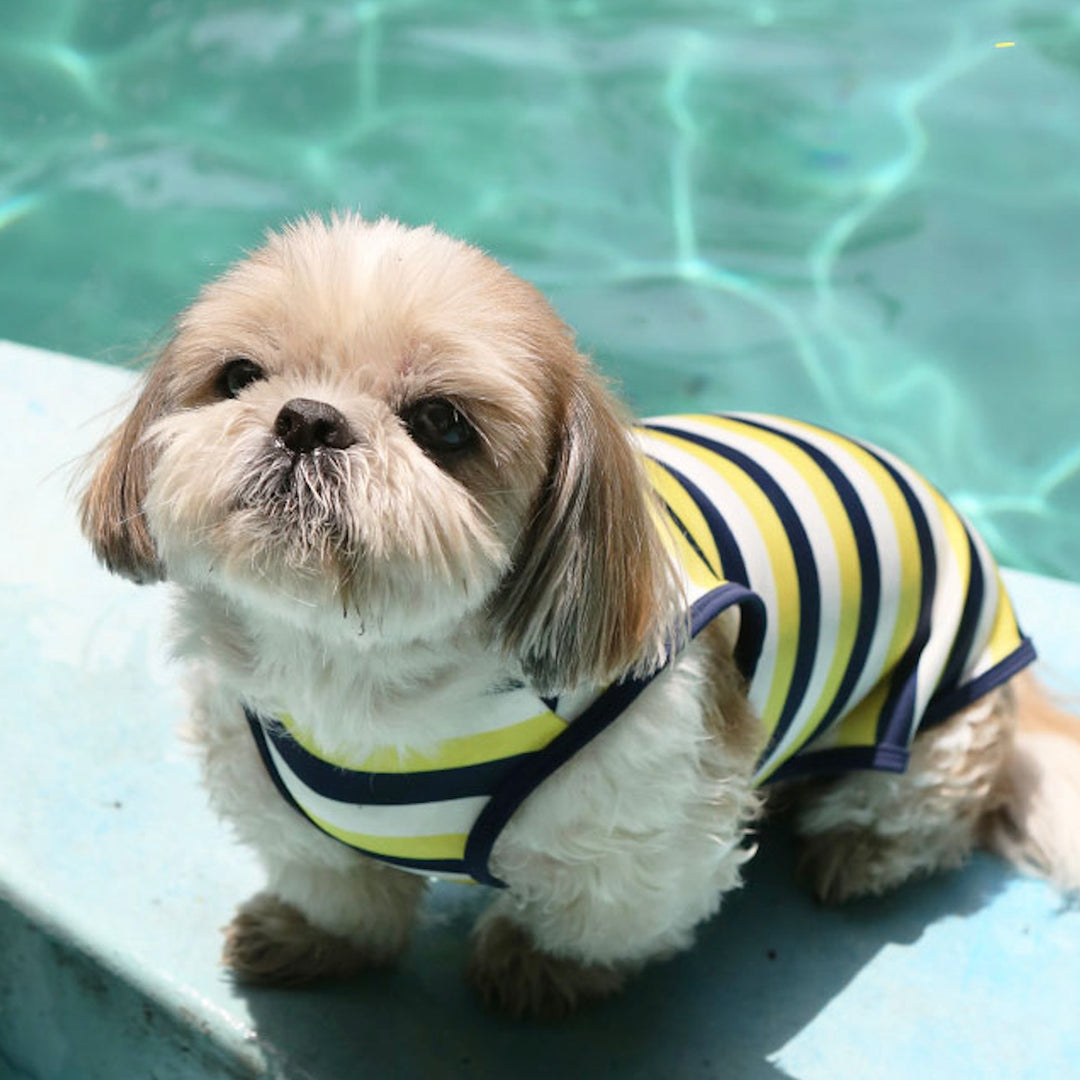 ※予約販売【ITS DOG】Like Dolphin Rash Guard（Yellow Navy）