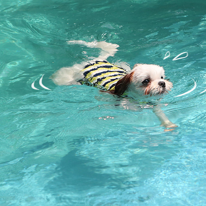 ※予約販売【ITS DOG】Like Dolphin Rash Guard（Yellow Navy）