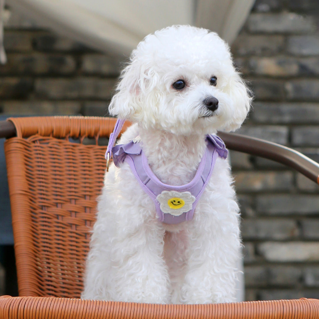 ※予約販売【ITS DOG】Daisy Frill Harness（Violet）｜犬用ハーネス
