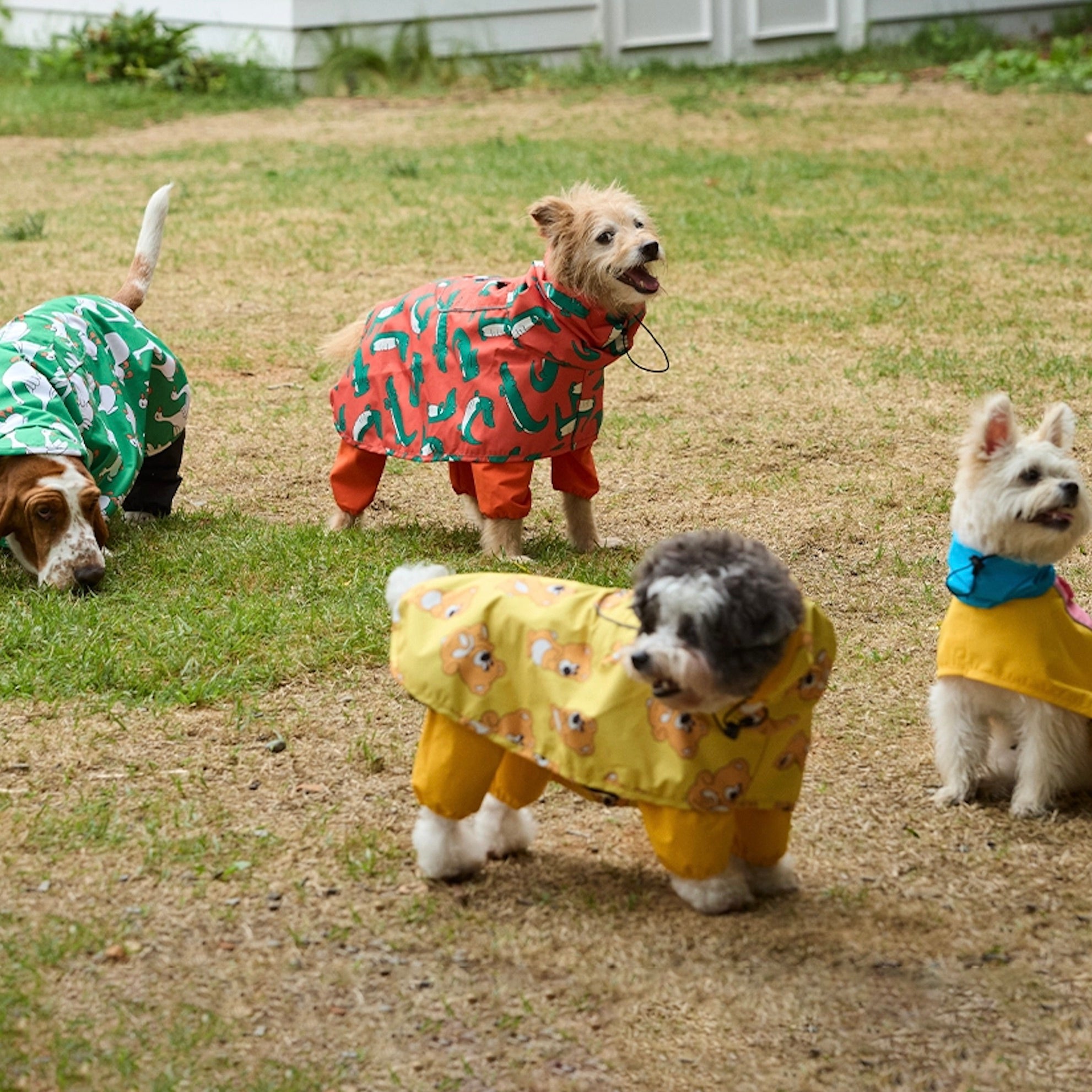 海外犬服 高品質なインポートのドッグウェア通販 