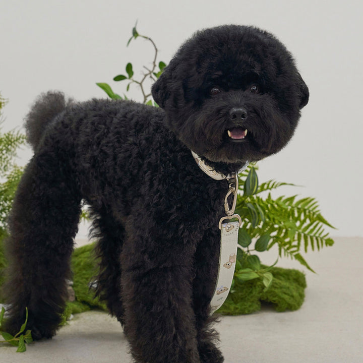 ※予約販売【Bailey】Teddy Walkie Collar（3color）