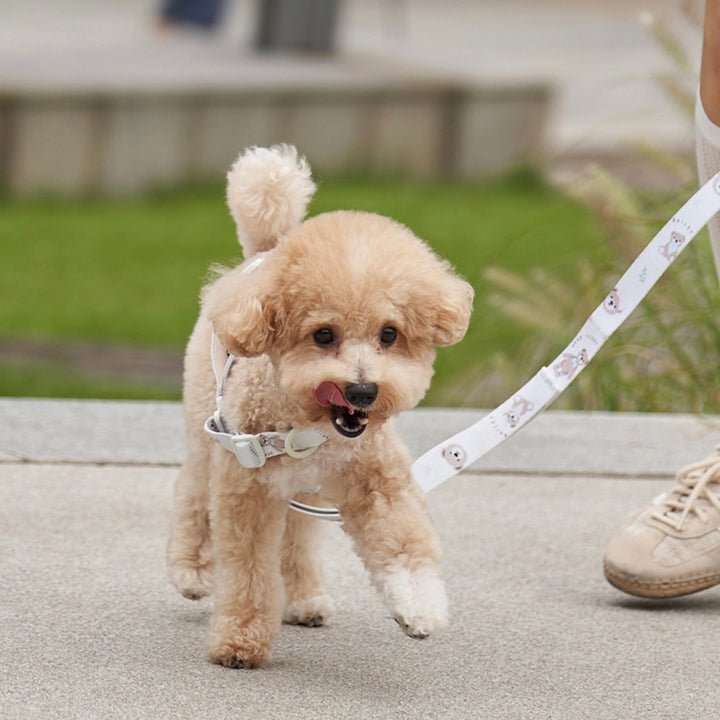 ※予約販売【Bailey】Teddy Walkie Harness（3color）