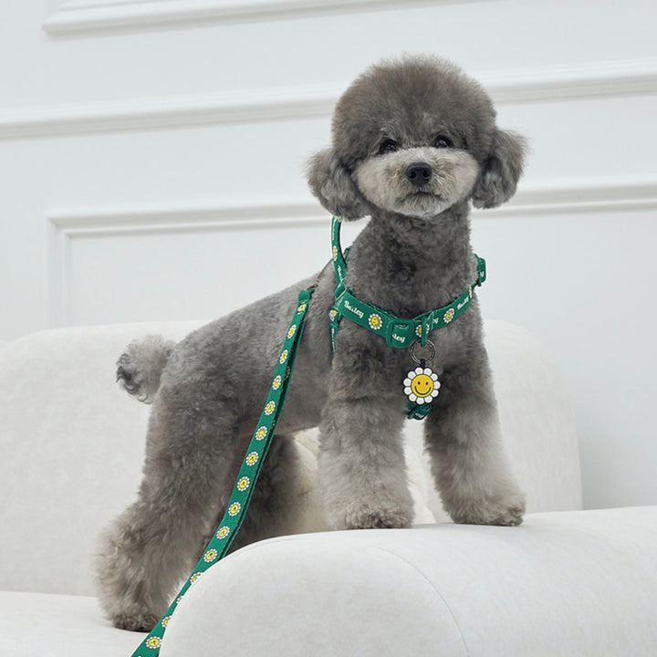 ※予約販売【Bailey】Daisy Walkie Harness（4color）
