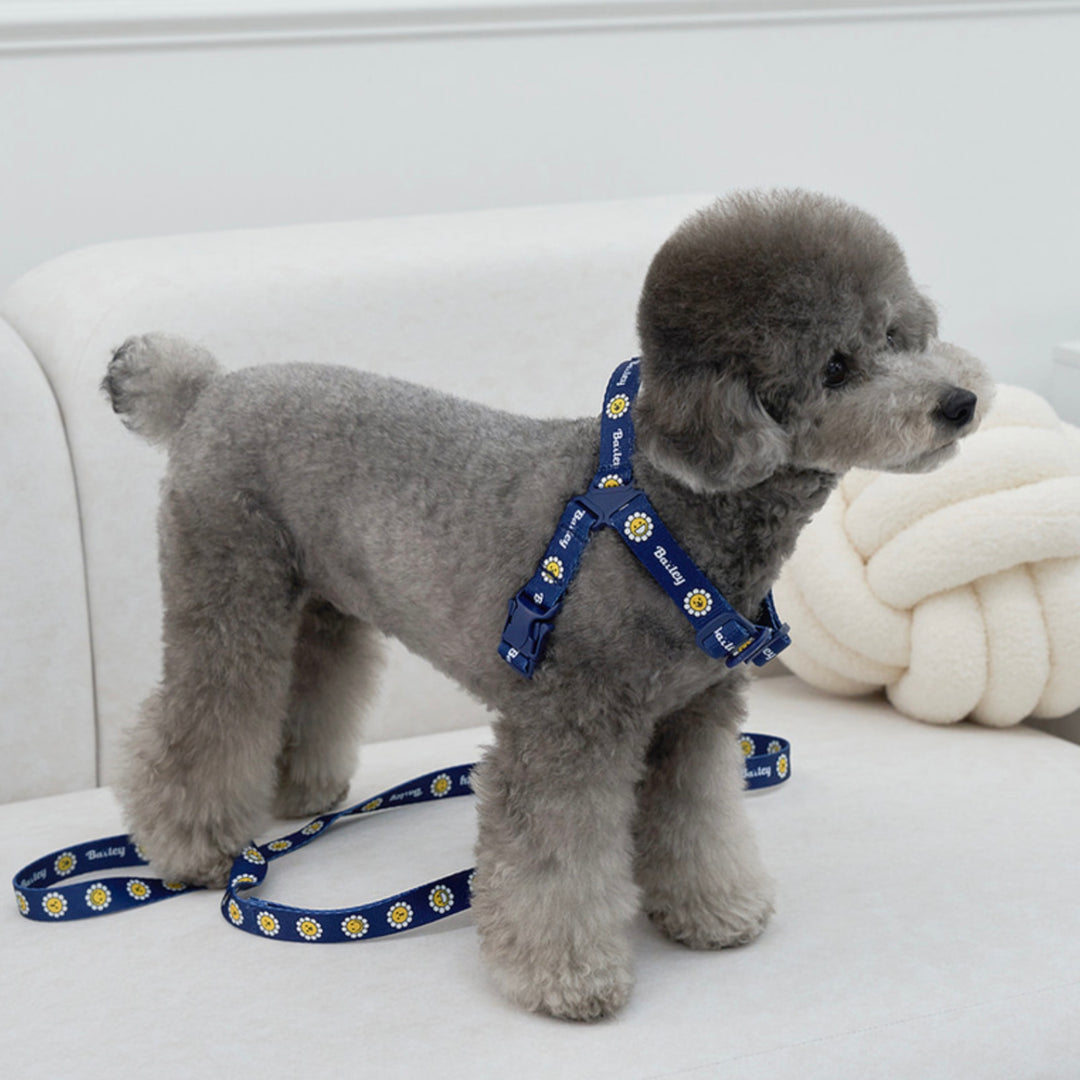 ※予約販売【Bailey】Daisy Walkie Harness（4color）