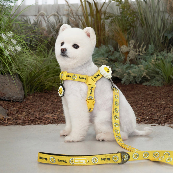 ※予約販売【Bailey】Daisy Walkie Harness（4color）
