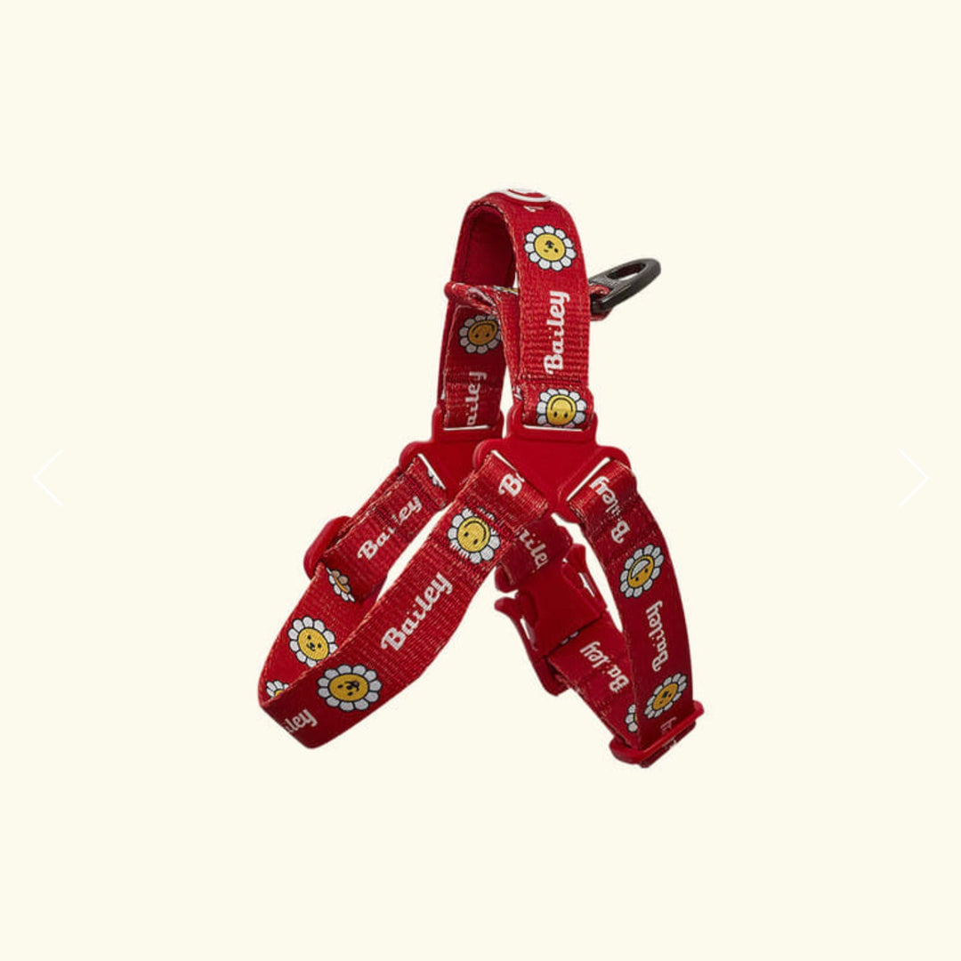 ※予約販売【Bailey】Daisy Walkie Harness（4color）