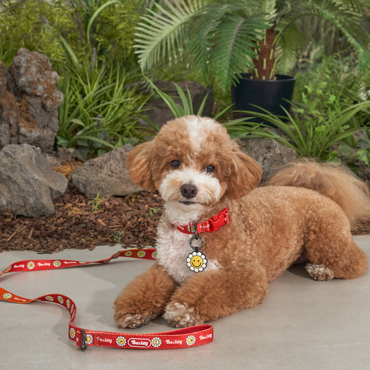 ※予約販売【Bailey】Daisy Walkie Leash（4color）