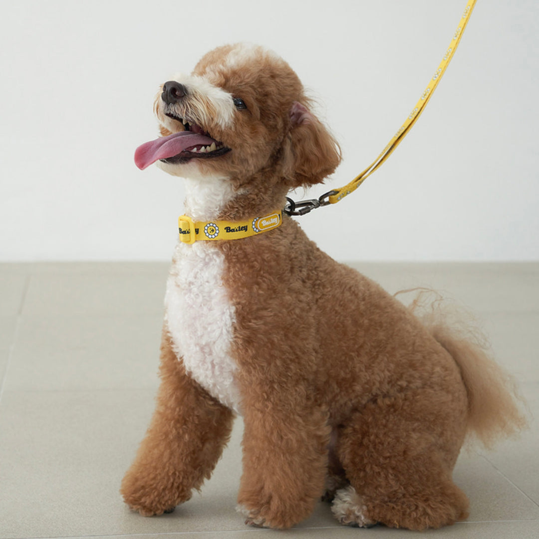 ※予約販売【Bailey】Daisy Walkie Collar（4color）