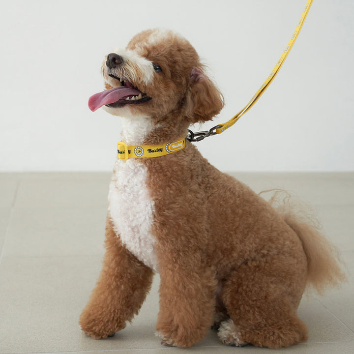 ※予約販売【Bailey】Daisy Walkie Collar（4color）