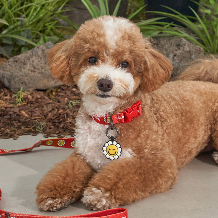 ※予約販売【Bailey】Daisy Walkie Collar（4color）