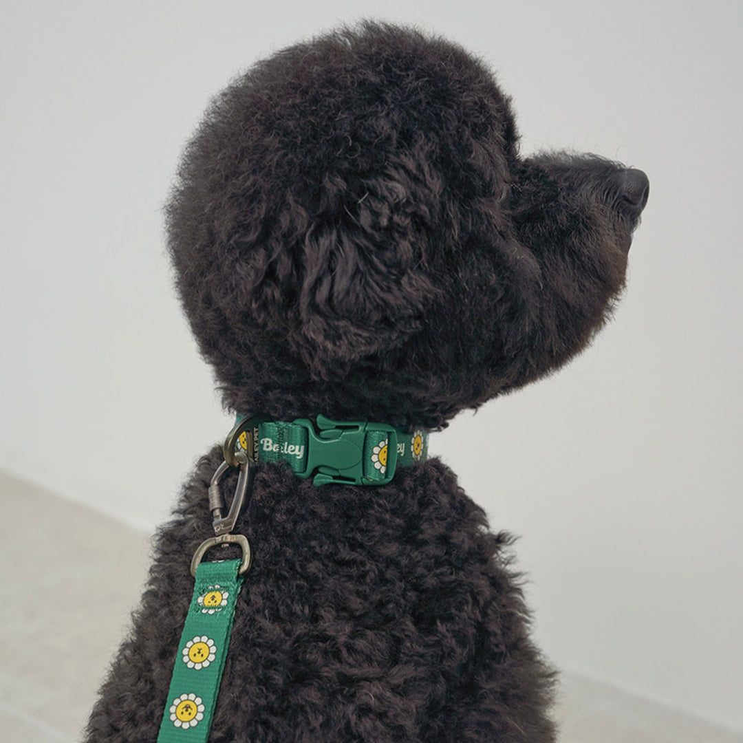 ※予約販売【Bailey】Daisy Walkie Collar（4color）