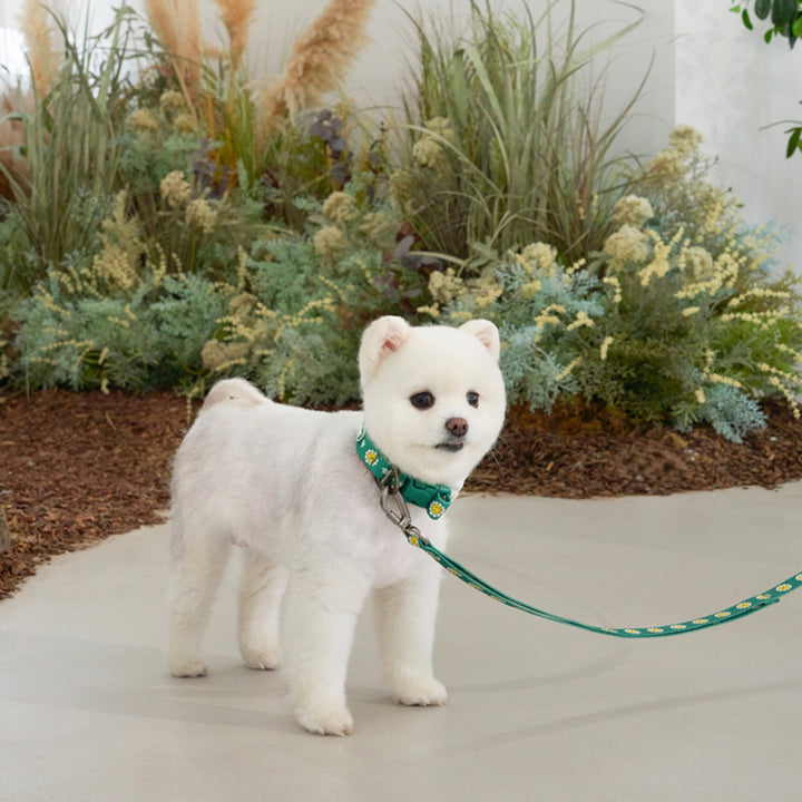 ※予約販売【Bailey】Daisy Walkie Leash（4color）