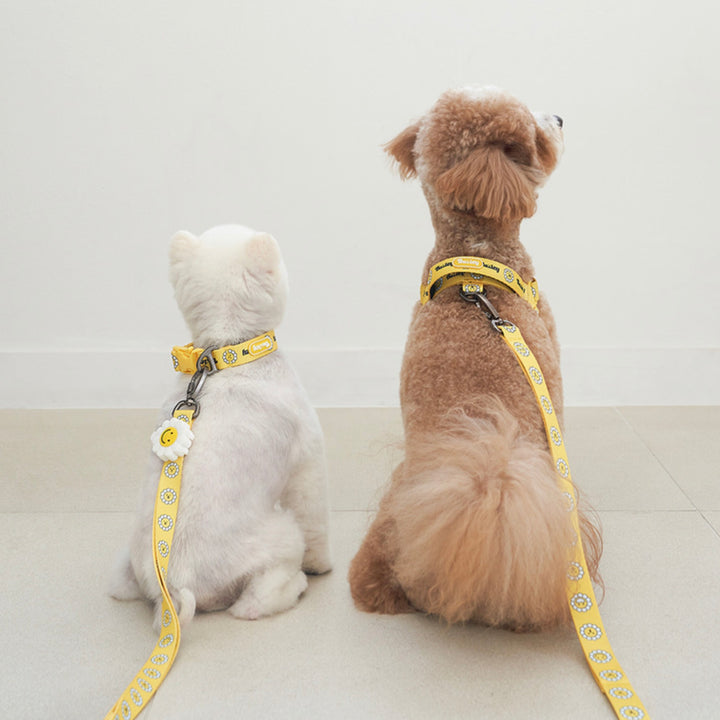 ※予約販売【Bailey】Daisy Walkie Leash（4color）