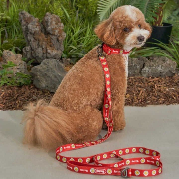 ※予約販売【Bailey】Daisy Walkie Leash（4color）