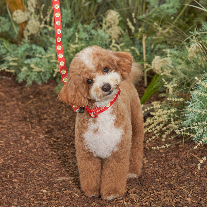 ※予約販売【Bailey】Daisy Walkie Leash（4color）