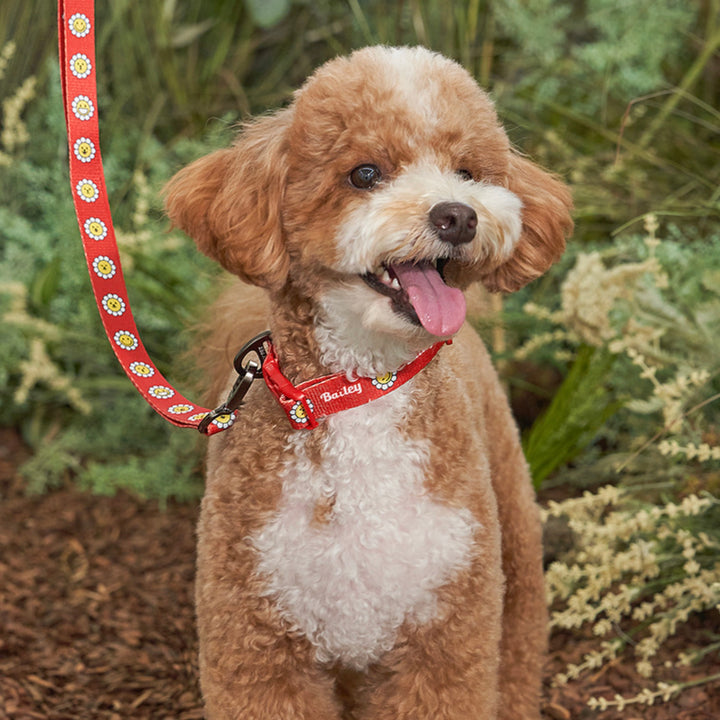 ※予約販売【Bailey】Daisy Walkie Collar（4color）