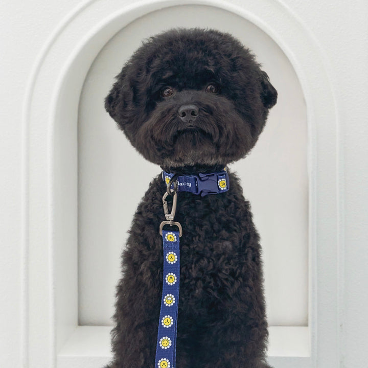 ※予約販売【Bailey】Daisy Walkie Collar（4color）
