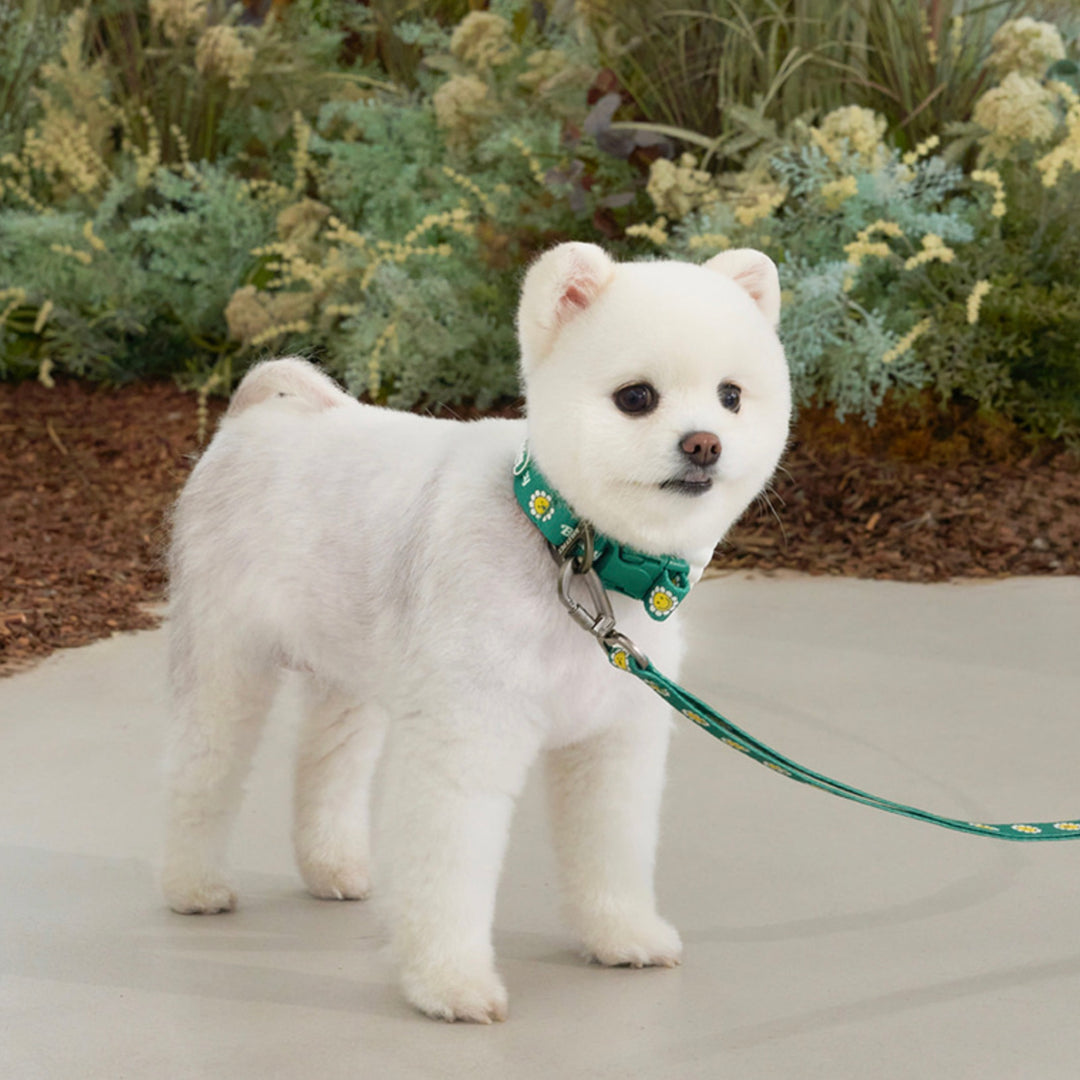 ※予約販売【Bailey】Daisy Walkie Collar（4color）