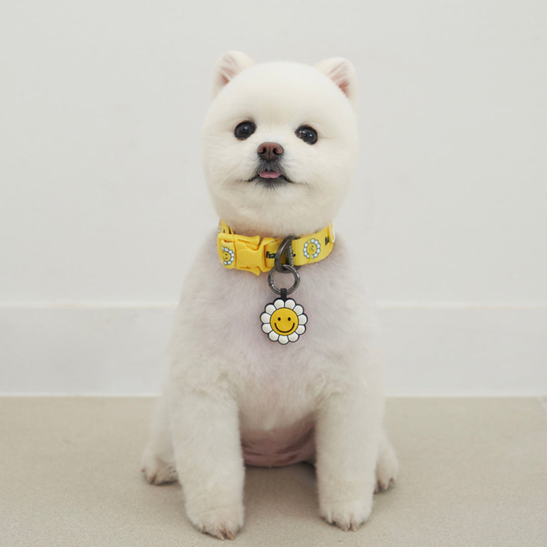 ※予約販売【Bailey】Daisy Walkie Collar（4color）