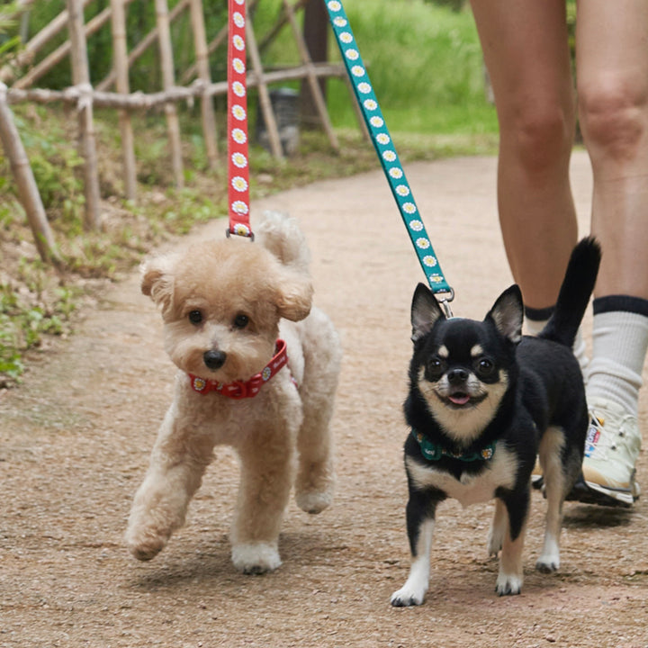 ※予約販売【Bailey】Daisy Walkie Harness（4color）