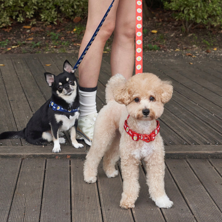 ※予約販売【Bailey】Daisy Walkie Harness（4color）