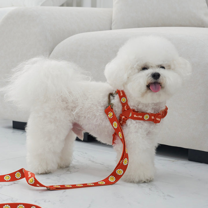※予約販売【Bailey】Daisy Walkie Harness（4color）