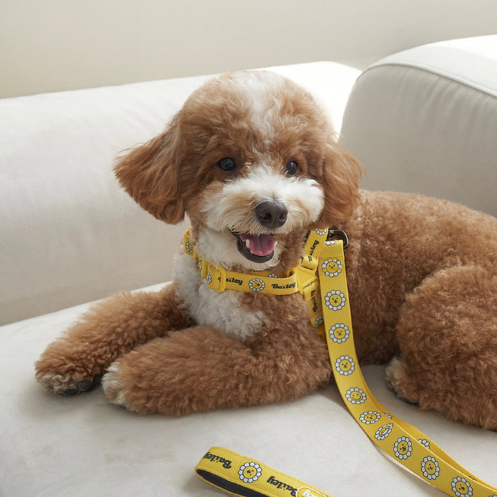 ※予約販売【Bailey】Daisy Walkie Harness（4color）