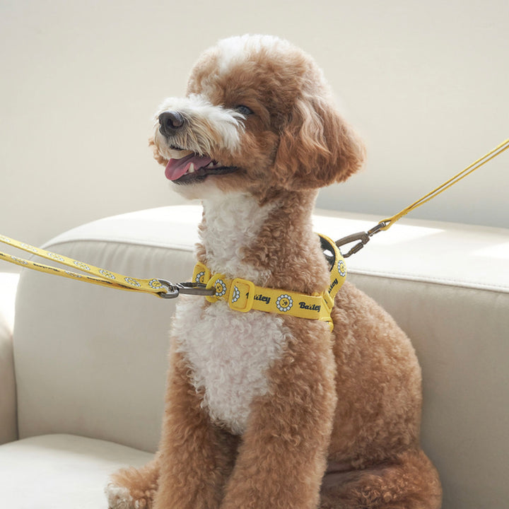 ※予約販売【Bailey】Daisy Walkie Harness（4color）