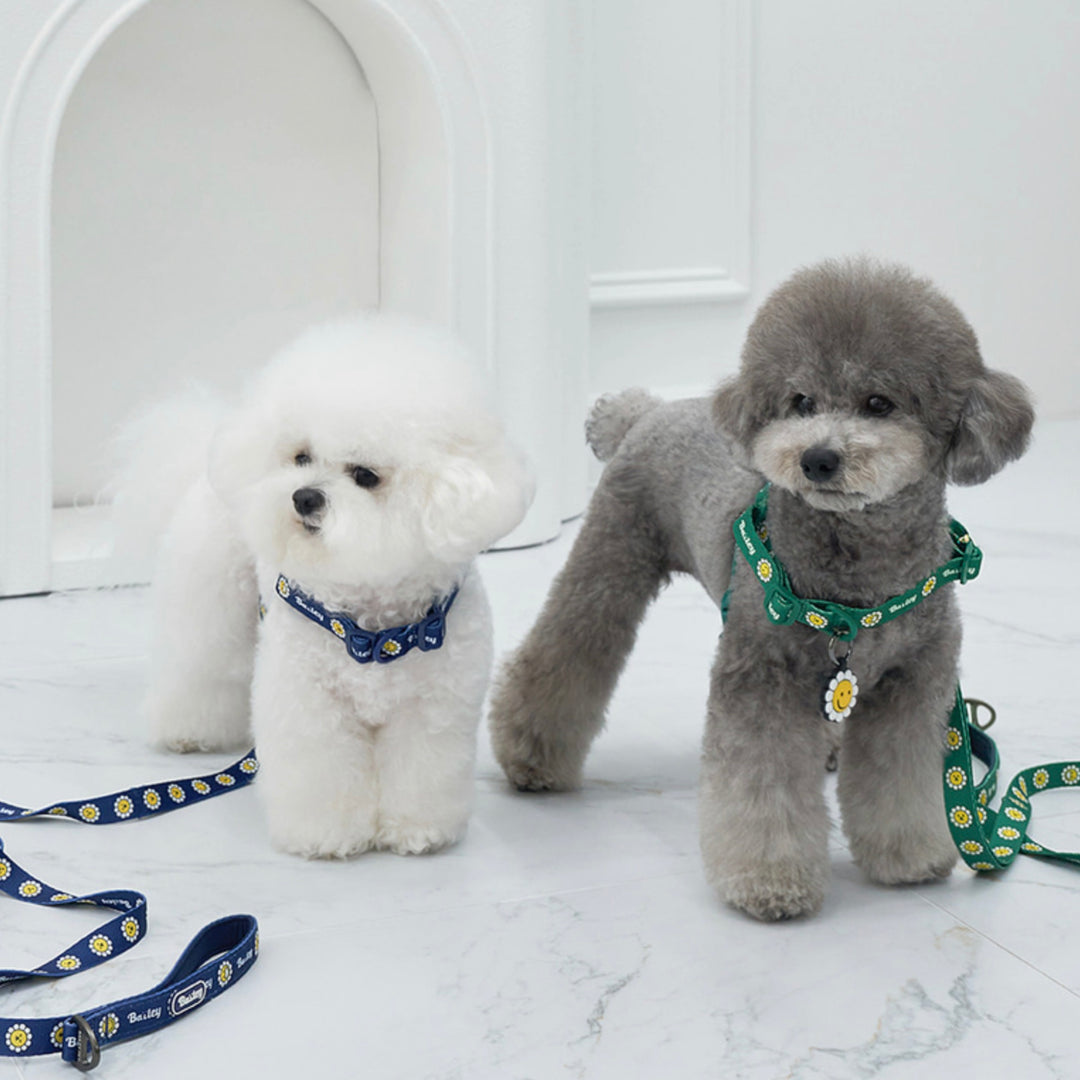 ※予約販売【Bailey】Daisy Walkie Harness（4color）