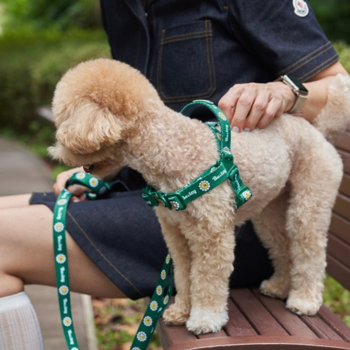 ※予約販売【Bailey】Daisy Walkie Harness（4color）