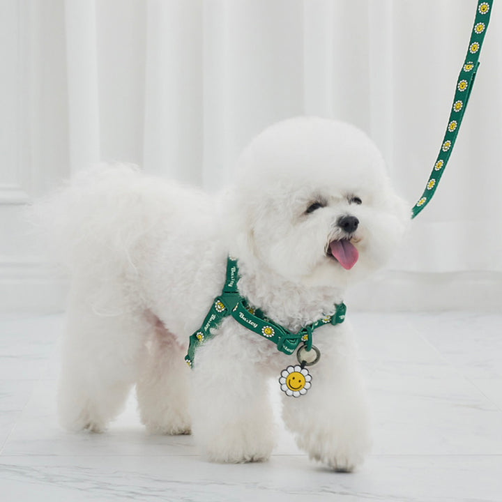 ※予約販売【Bailey】Daisy Walkie Harness（4color）