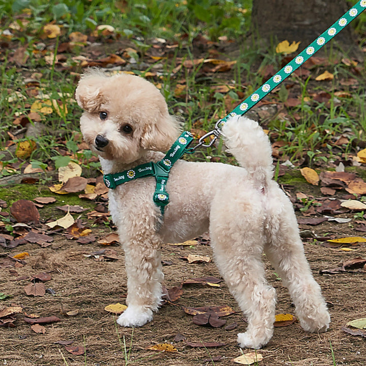 ※予約販売【Bailey】Daisy Walkie Harness（4color）