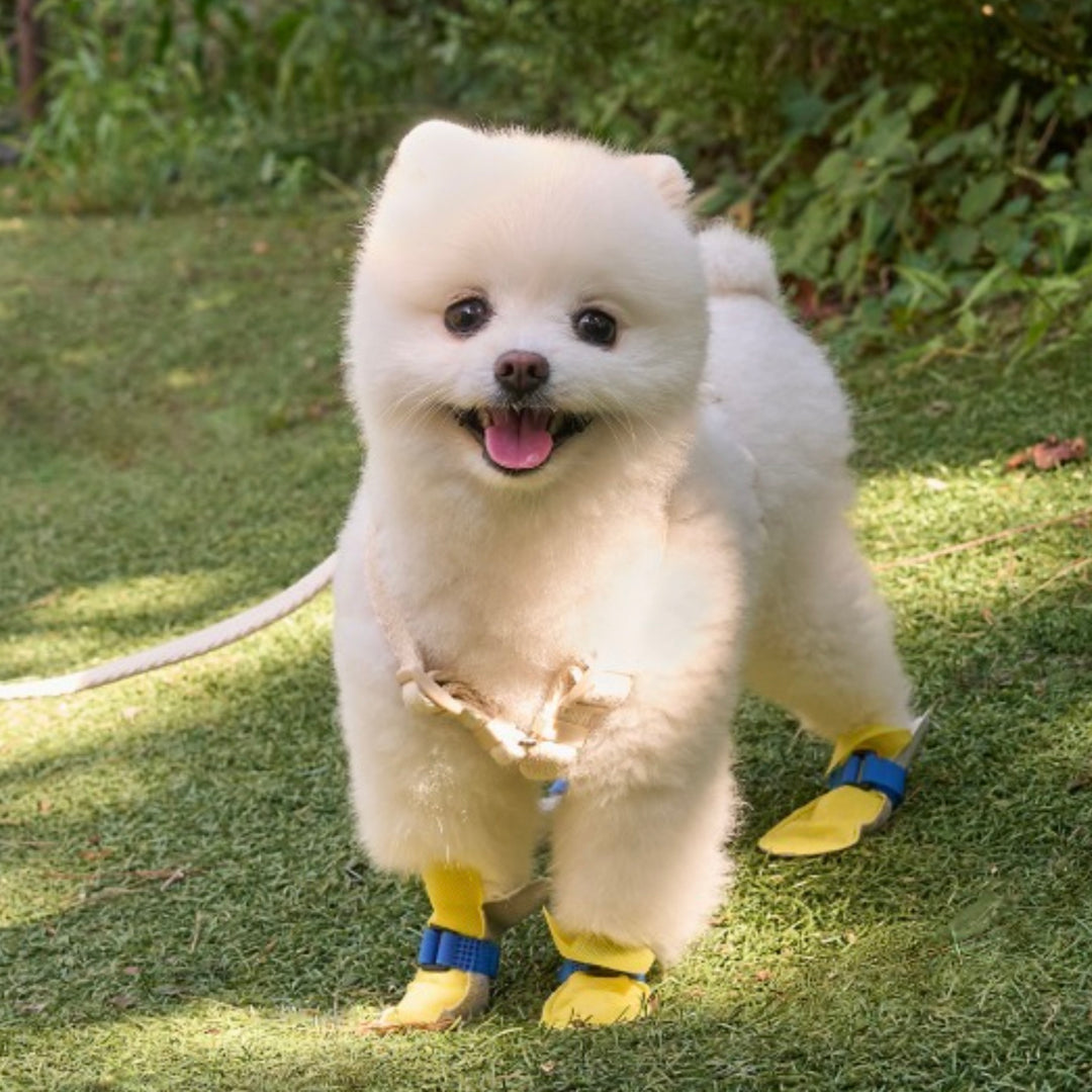 ※予約販売【Bailey】Walkie Shoes