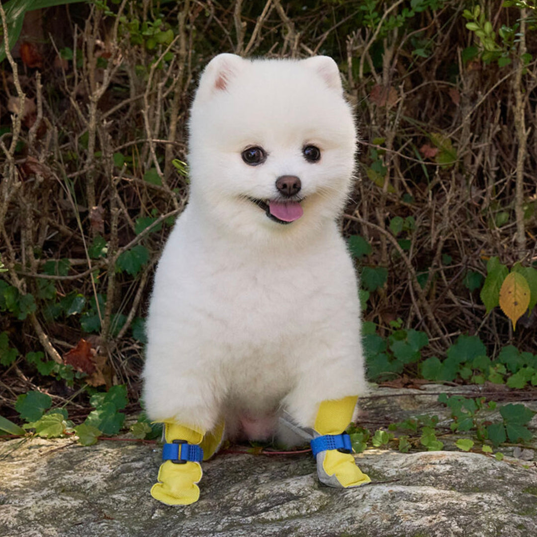 ※予約販売【Bailey】Walkie Shoes