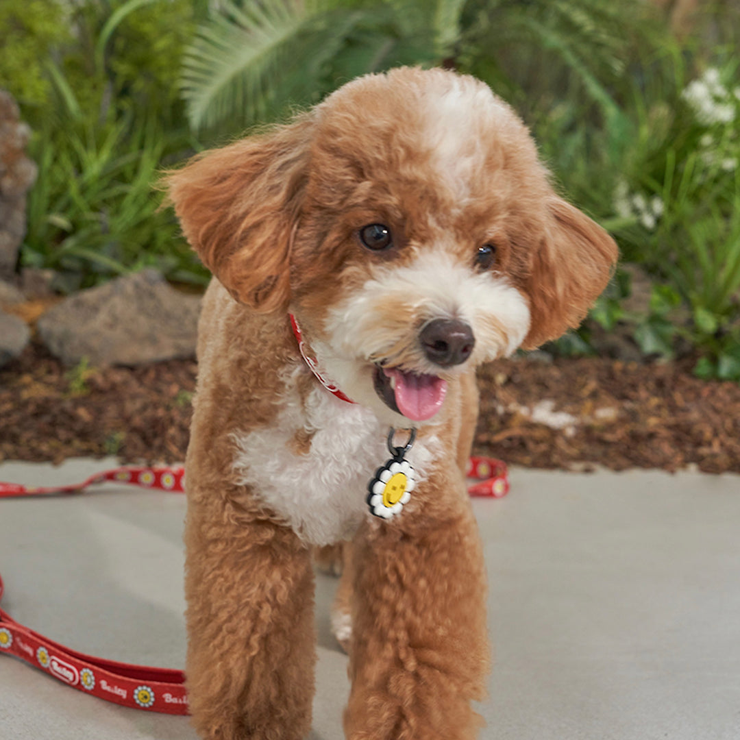 ※予約販売【Bailey】Daisy Walkie Collar（4color）