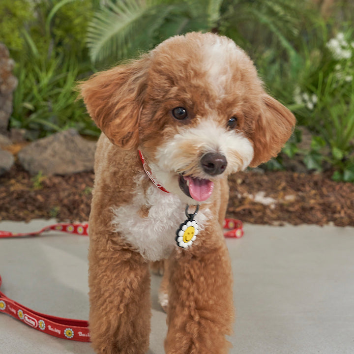 ※予約販売【Bailey】Daisy Walkie Collar（4color）