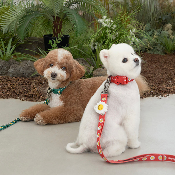 ※予約販売【Bailey】Daisy Walkie Collar（4color）