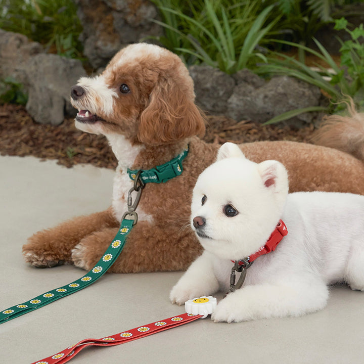 ※予約販売【Bailey】Daisy Walkie Collar（4color）