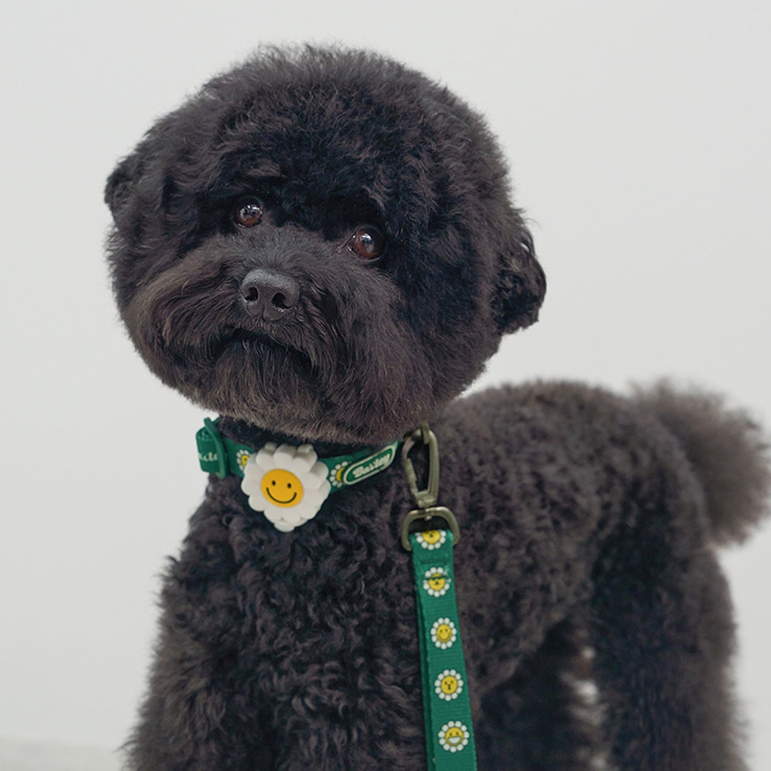 ※予約販売【Bailey】Daisy Walkie Collar（4color）