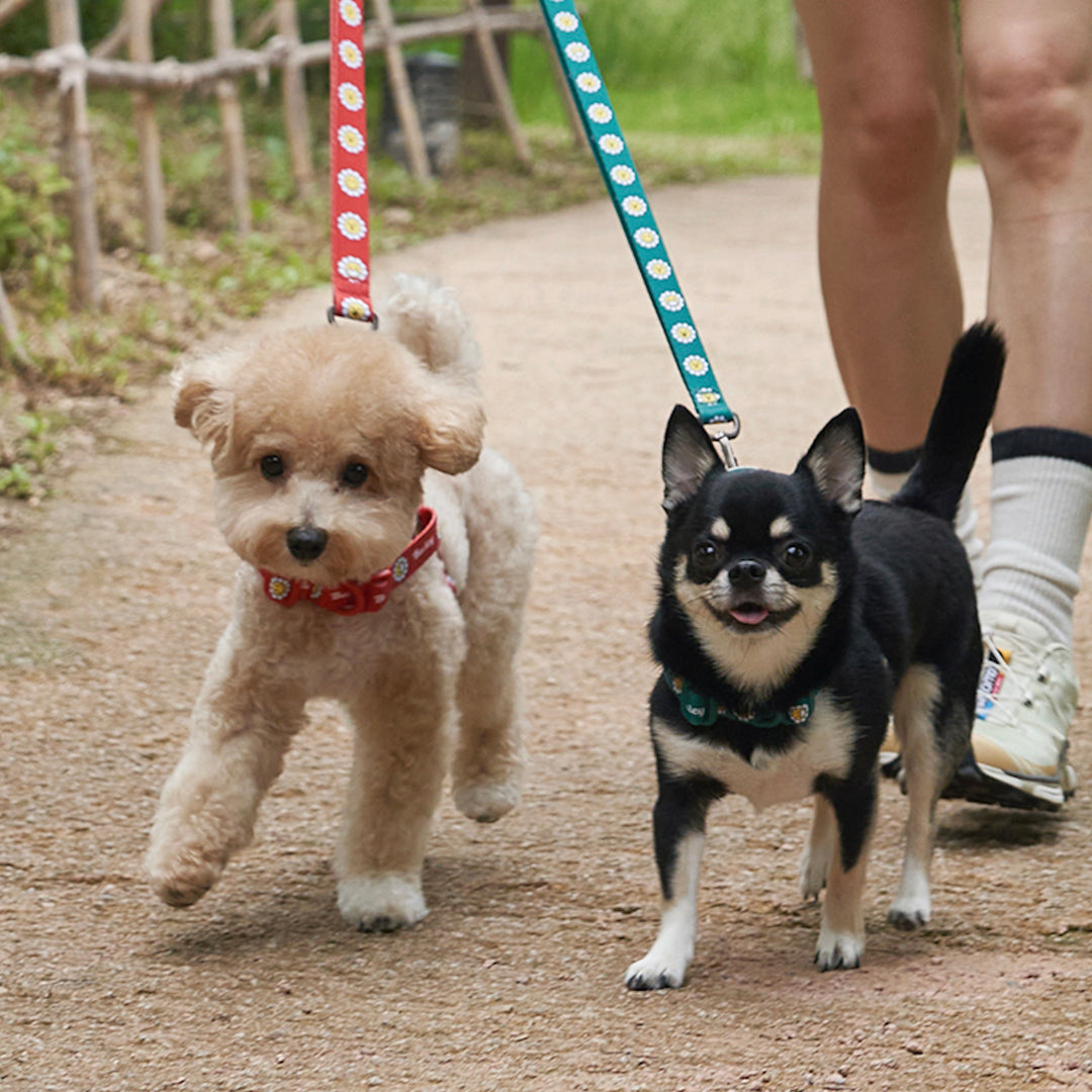 ※予約販売【Bailey】Daisy Walkie Collar（4color）