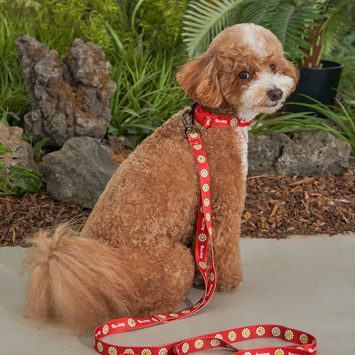 ※予約販売【Bailey】Daisy Walkie Collar（4color）
