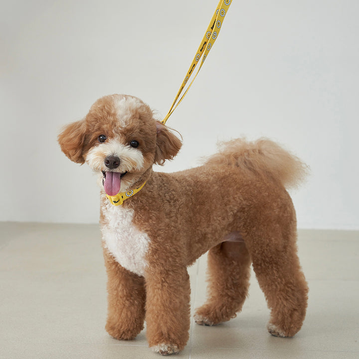 ※予約販売【Bailey】Daisy Walkie Collar（4color）
