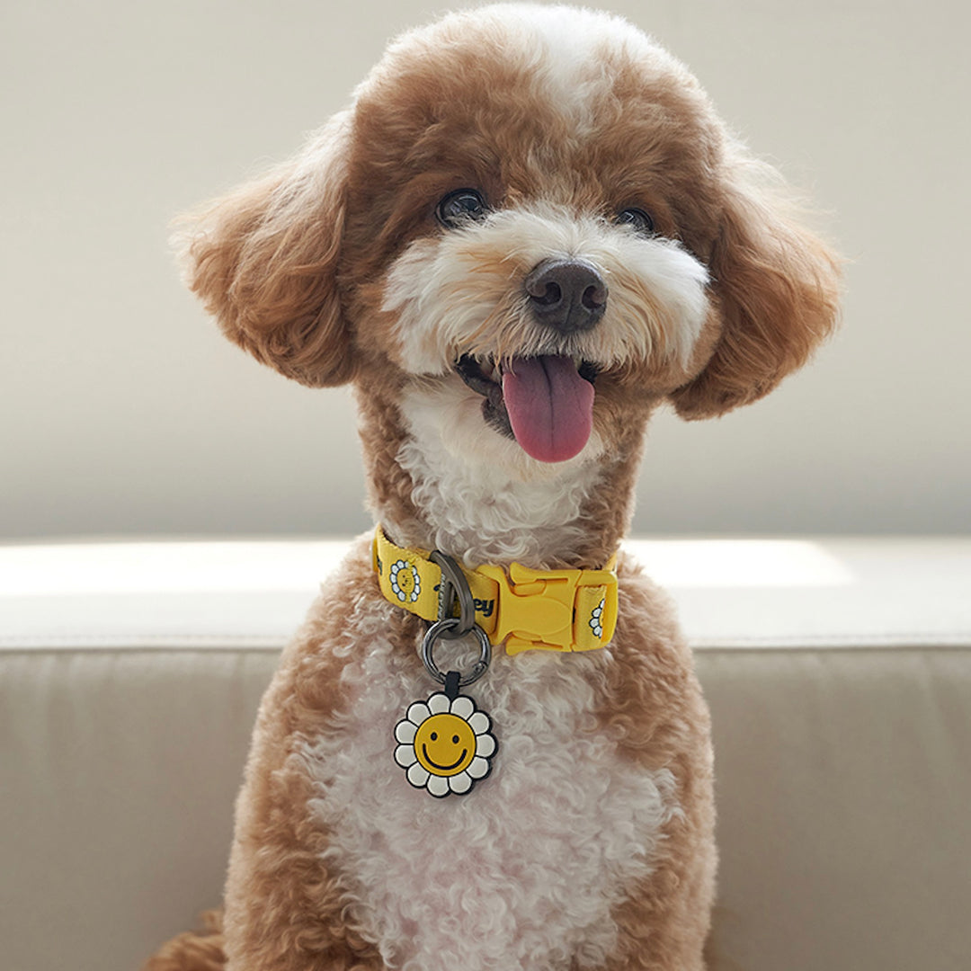 ※予約販売【Bailey】Daisy Walkie Collar（4color）