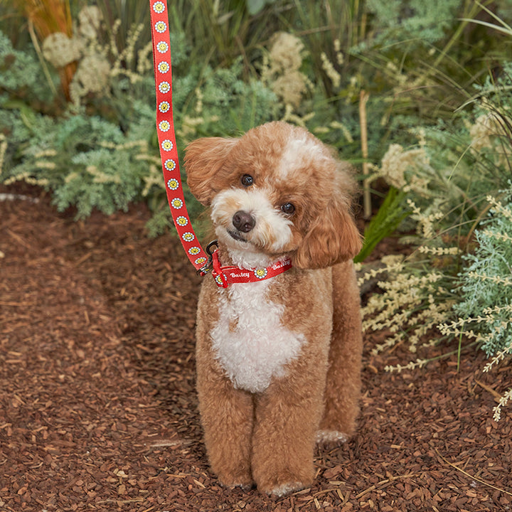 ※予約販売【Bailey】Daisy Walkie Collar（4color）