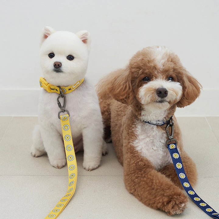 ※予約販売【Bailey】Daisy Walkie Collar（4color）
