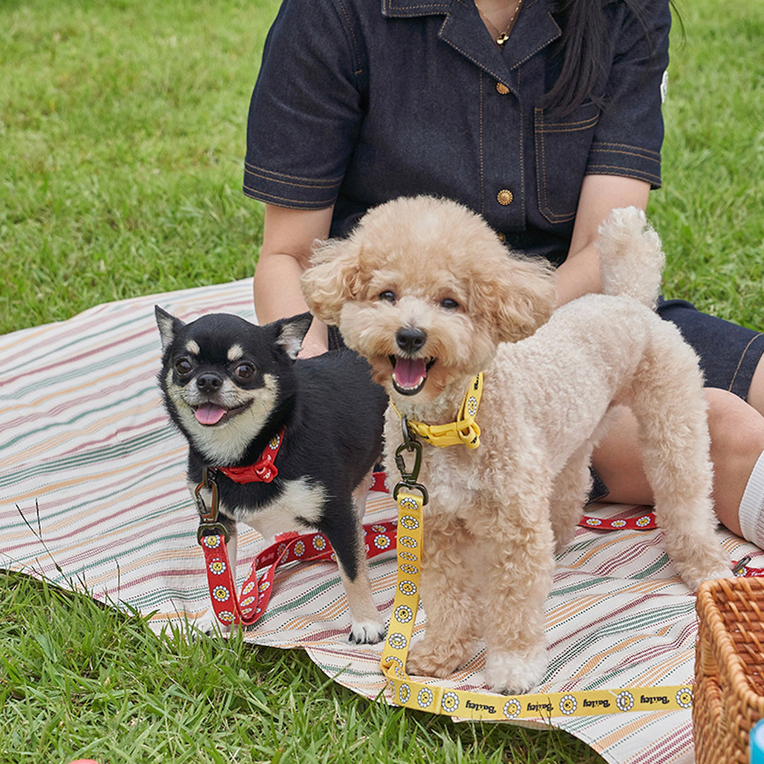 ※予約販売【Bailey】Daisy Walkie Collar（4color）
