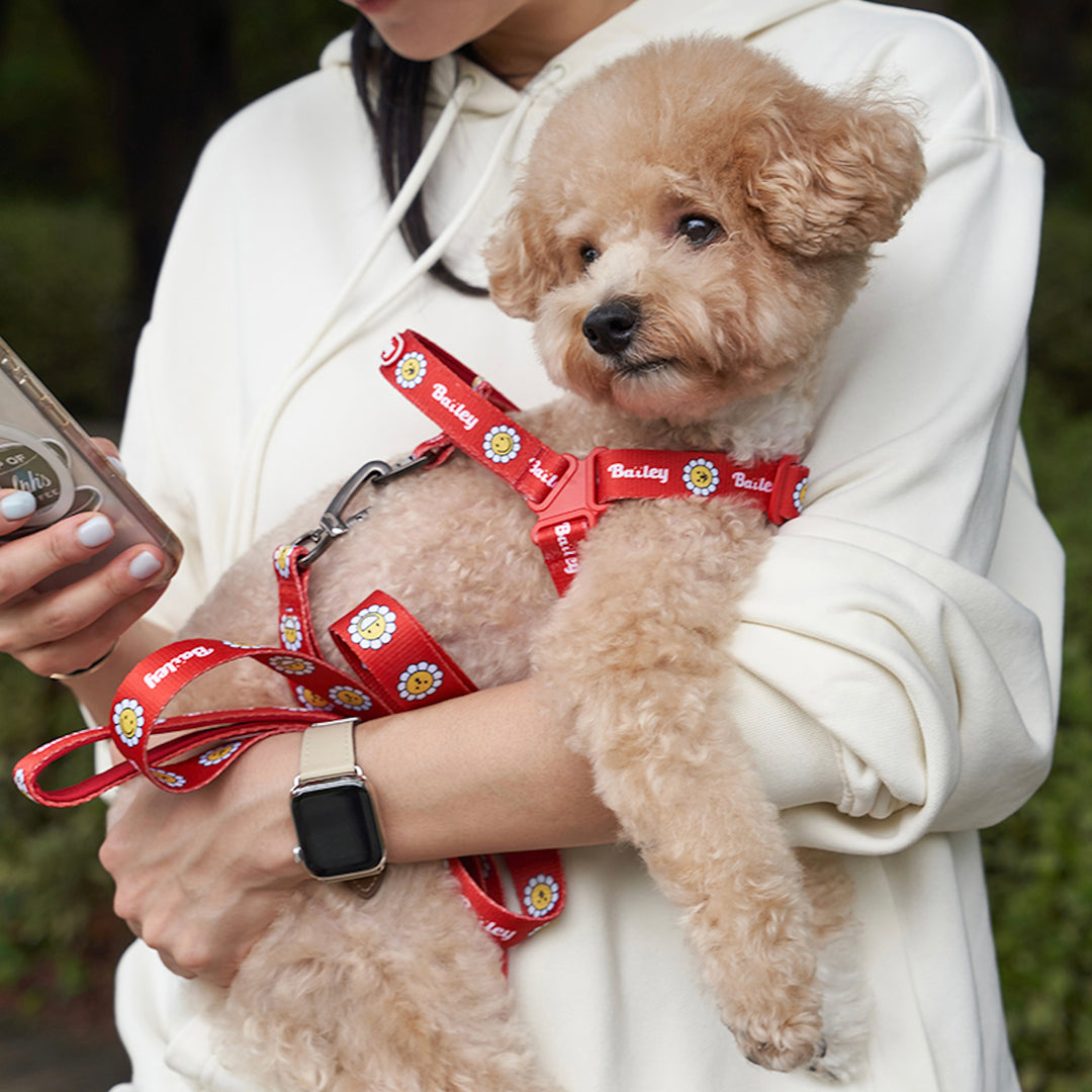 ※予約販売【Bailey】Daisy Walkie Harness（4color）
