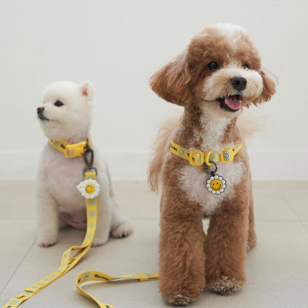 ※予約販売【Bailey】Daisy Walkie Harness（4color）