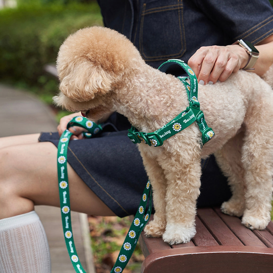 ※予約販売【Bailey】Daisy Walkie Harness（4color）